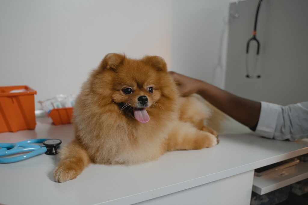 puffy dog being brushed at a professional pet grooming centre in Chandigarh